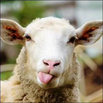 Quel terme d&eacute;signe un mouton entier cuit &agrave; la broche ?