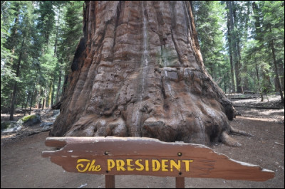 Le Président est célèbre en Californie ! Quel est ce très vieil arbre ?