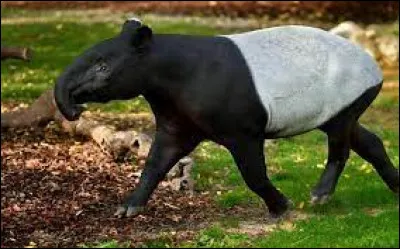 Quel est le nom de cet animal qui possède une courte trompe ?