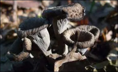 Que est le nom courant de ces champignons ?