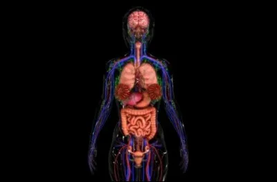 Où se trouve la trompe d'Eustache dans le corps humain ?