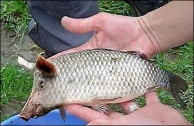 Qu'est-ce qu'un féra ?