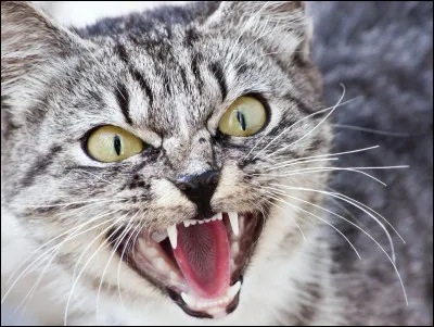 Quel est le meilleur ami animal de Harry ?