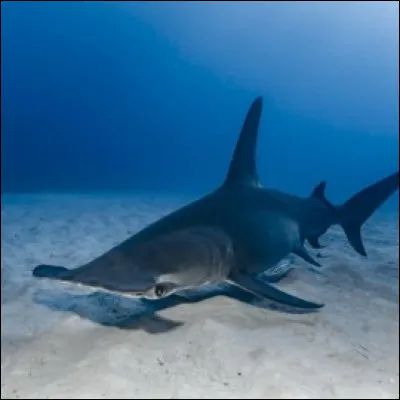 Quel outil est un flestoir ?