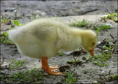 Commune du département du Loiret, située dans la Beauce :