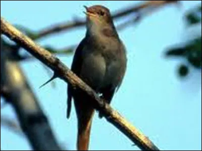Alors que tu te promènes à lextérieur, un moineau se pose sur un muret et vient te piailler dans les oreilles.
