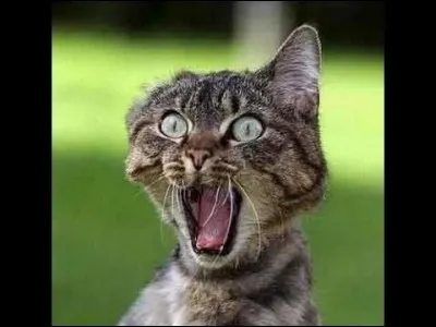 Ton miaulement ressemble à :