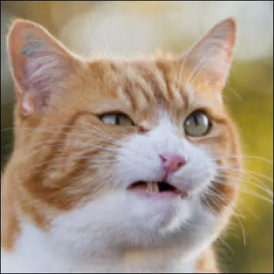 Oh là là, un chat inconnu pénètre sur ton territoire.