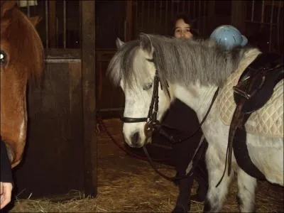 Combien existe-t-il de robes en tout ?