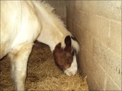 Le cheval a-t-il un cou ?