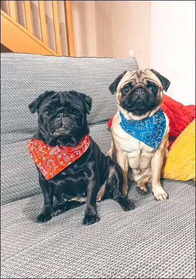 As-tu beaucoup d'amies ?