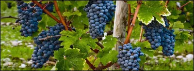 Le cépage de Saint-Laurent se trouve en République tchèque, et dans une partie de l'Allemagne. Il donne un vin à la belle robe rouge.
Saurez-vous dire quand commence sa véraison ? 
Oui, si vous avez su répondre à la question 1 !