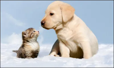 Quel animal préfères-tu ?