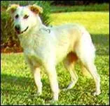 Quelle est cette race ?