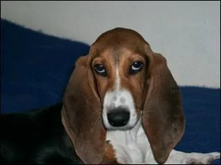 Quelle est cette race ?