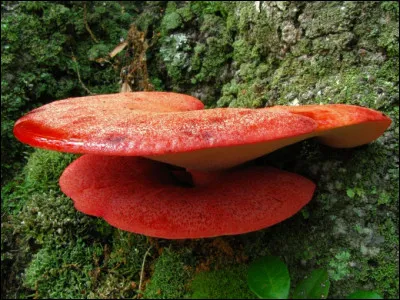 Qu'est-ce que le Solresol ?