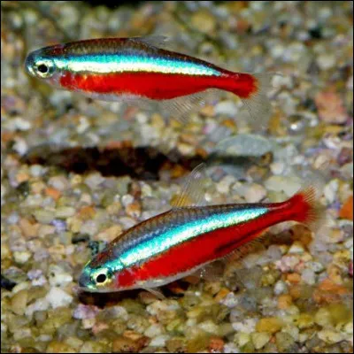 Au congrès de Vienne (du 18/09/1814 au 09/06/1815) il y avait deux Empereurs présents (Russie et Autriche). Combien y avait-il de Rois ?