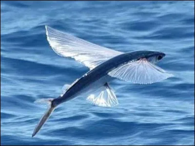 Quelle est cette couleur ?