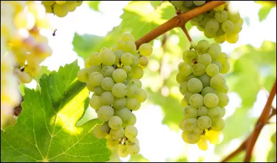 Quelle est cette couleur ?