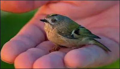 Tu vas te promener et tu trouves un oiseau blessé.