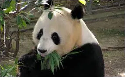Où vit le panda ?
