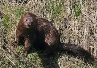 On peut trouver des visons en Amérique du Nord.