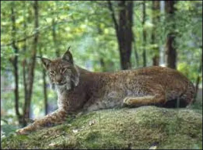 Le lynx vit...