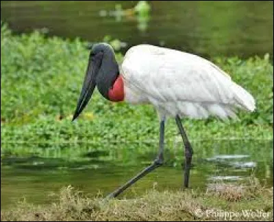 Parmi ces continents, lequel ne trouve-t-on pas de jabirus ?