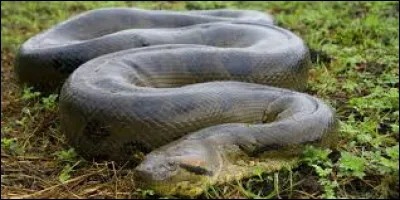 Où vit l'anaconda ?