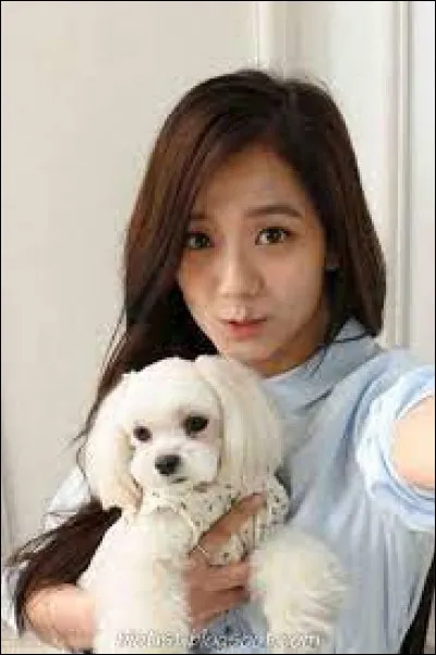 Tu préfères avoir comme animal de compagnie :