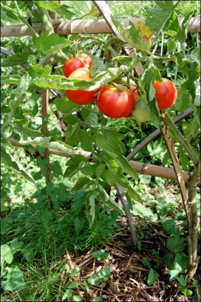 La tomate est botaniquement un légume.