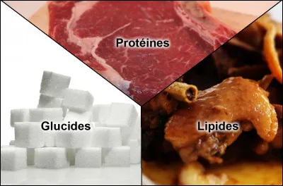 Un gramme de protéines contient plus de kilocalories qu'un gramme de lipides.
