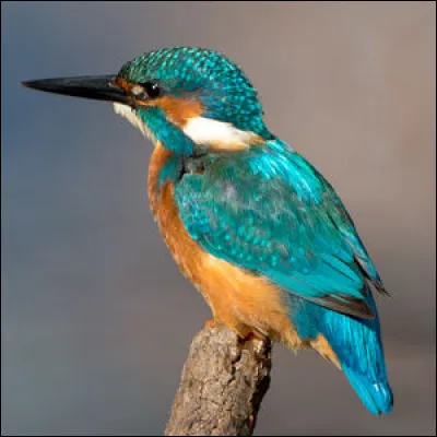 Quel est cet animal ?