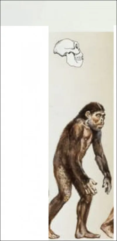 Quel est cet animal ?