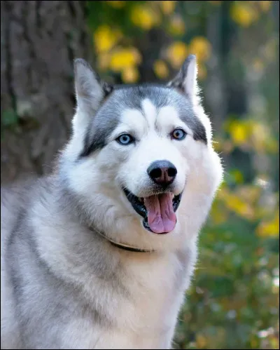 Quel est cet animal ?