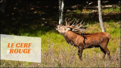 Quelle est ta réaction quand tu vois un animal qu'on ne voit pas à l'origine ?