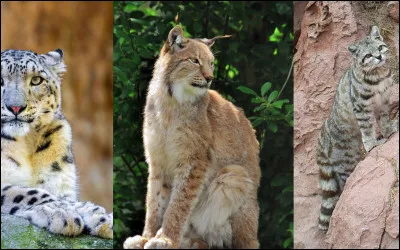 Quel est ton animal préféré parmi ceux-là ?