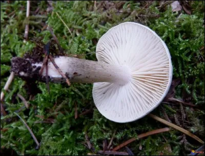 A fait un tabac dans la chanson autrefois, c'est le...