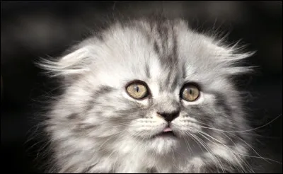 Quelle est cette race de chat ?