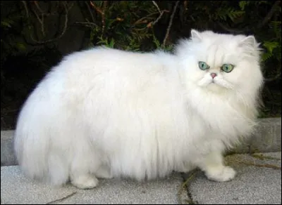 Quelle est cette race de chat ?