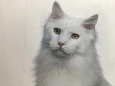 Quelle est cette race de chat ?