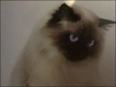 Quelle est cette race de chat ?