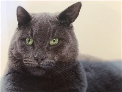 Quelle est cette race de chat ?