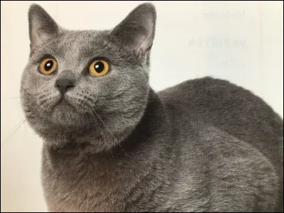 Quelle est cette race de chat ?