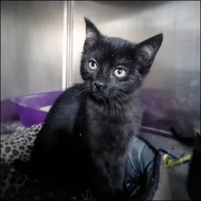 Quelle est cette race de chat ?