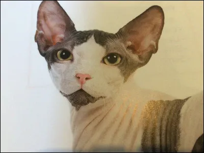 Quelle est cette race de chat ?