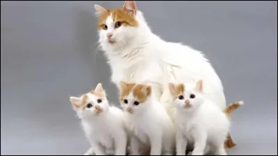 Quelle est cette race de chat ?