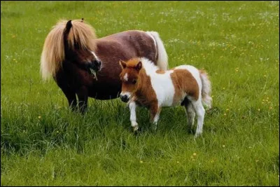 Quel pays préfères-tu parmi ceux-ci ?