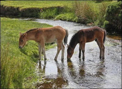 Quelle robe préfères-tu chez un poney ?