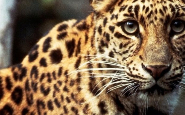 Quiz Animaux